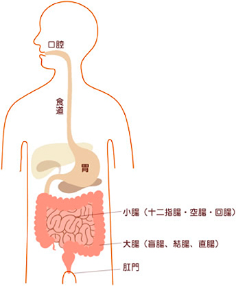 消化管のなかの大腸