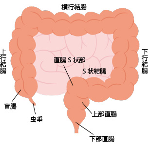 大腸の形状