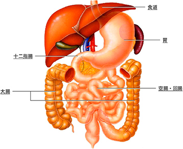 小腸のしくみと働き カプセル内視鏡と大腸 小腸疾患 クローン病